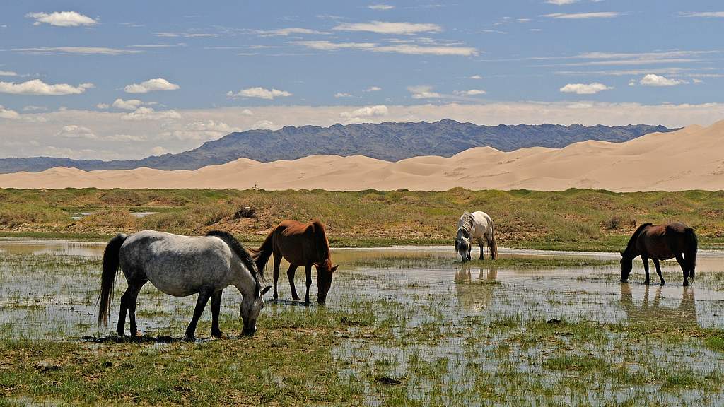 Auslandspraktikum Mongolei Auslandspraktikum Mongolei
