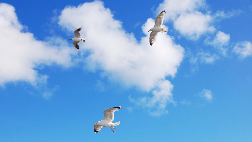 Bild: Besonders wohltuend für die ausgepowerte Seele ist es, Zeit in der Natur zu verbingen. Wie wär's mit Möwen- oder Wolkenbeobachtungen?! (Bild von mastermind76 auf Pixabay)